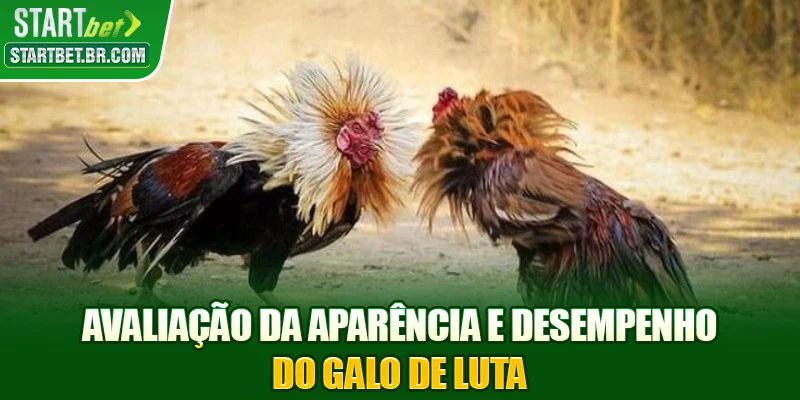 Avaliação da Aparência e Desempenho do Galo de Luta