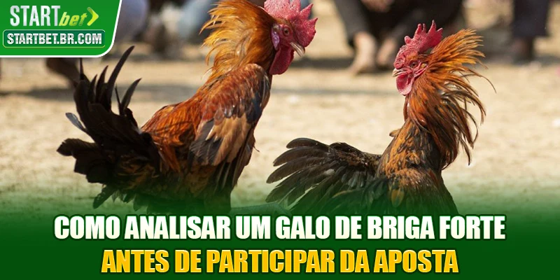 Como analisar um galo de briga forte antes de participar da aposta
