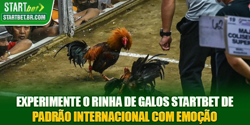 Experimente o Rinha de galos STARTBET de padrão internacional com emoção