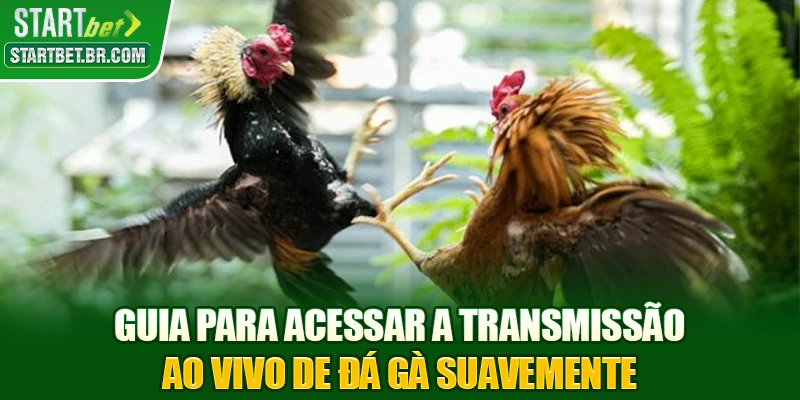 Guia para acessar a transmissão ao vivo de Đá gà suavemente