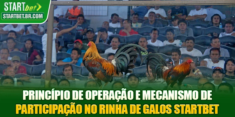 Princípio de operação e mecanismo de participação no Rinha de galos Startbet
