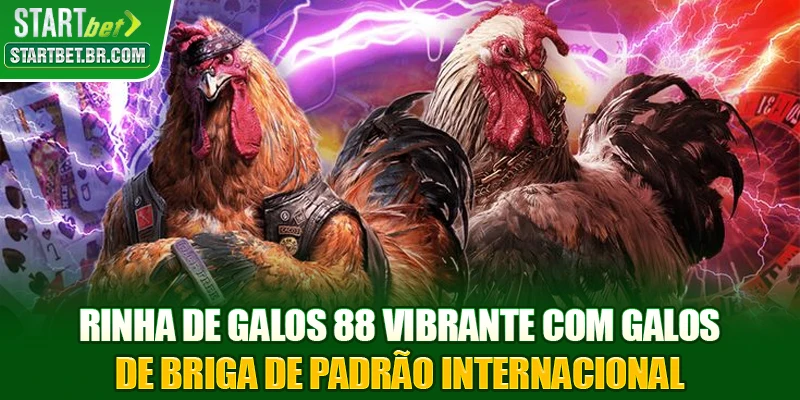 Rinha de galos 88 vibrante com galos de briga de padrão internacional